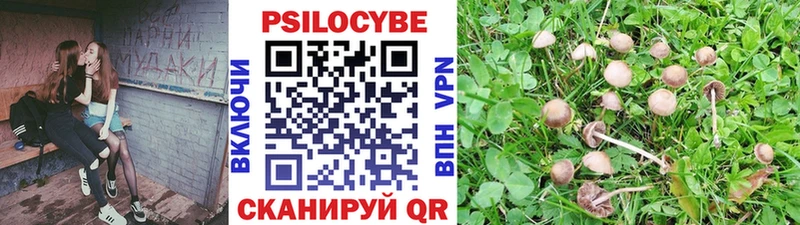 Купить закладки  Покачи  Псилоцибиновые грибы GOLDEN TEACHER 